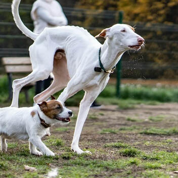 PetMD.best Independent Pet Health Review | March 2026